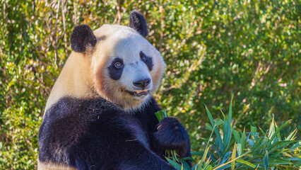 こちらを見るパンダ　動物園　和歌山