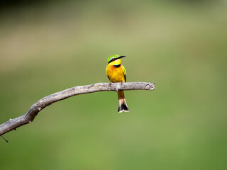 Zwergspint (Merops pusillus)