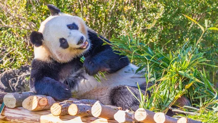 Gardinen Panda 可愛いパンダ　動物園　和歌山  © Yuuki Kobayashi