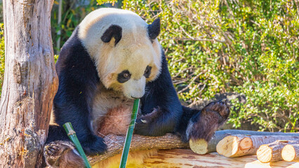 愛らしいフォルムのパンダ　動物園　和歌山