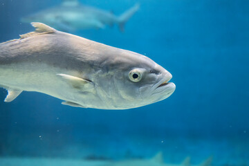 Fototapeta premium Ricciola, Seriola dumerili, all'Acquario di Genova, Liguria, Italia