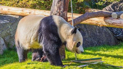 Walking Panda / Zoo / Wakayama