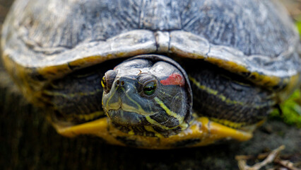Red-eared slider (red-eared terrapin, Trachemys scripta elegans, Trachemys scripta). The red-eared slider is included in the list of the world's 100 most invasive species