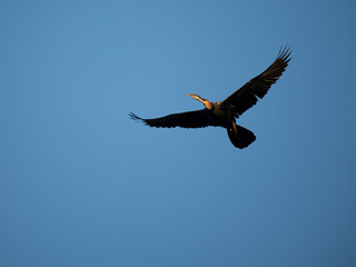 Afrika-Schlangenhalsvogel (Anhinga rufa)
