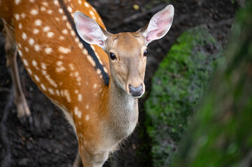 
Sika deer in natural environment