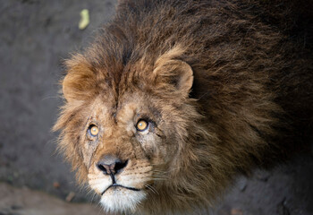 
The mesmerizing gaze of a lion