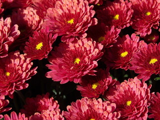 Zbliżenie na różowe kwiaty chryzantemy © Kumulugma