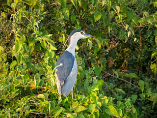 Nachtreiher (Nycticorax nycticorax)