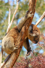 koala in tree