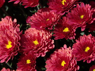 Zbliżenie na różowe kwiaty chryzantemy © Kumulugma