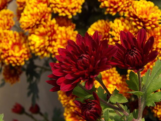 Zbliżenie na kwiaty czerwonej chryzantemy © Kumulugma