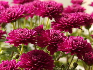 Zbliżenie na różowe kwiaty chryzantemy © Kumulugma