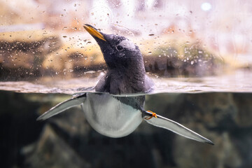 Primo piano a Pinguino, Acquario di Genova, Liguria, Italia, Europa