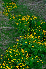 Obraz premium Sumpfdotterblume // marsh-marigold (Caltha palustris)