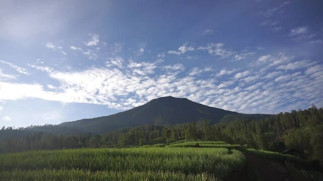 Red onion plantations, looking green on the hillsides of the mountains cikuray garut