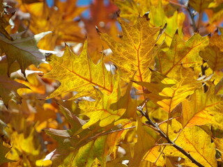 Fototapeta premium Zbliżenie na żółte liście dębu kanadyjskiego
