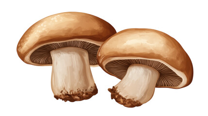 Fototapeta premium porcini mushroom isolated on white transparent background