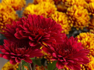 Zbliżenie na kwiaty czerwonej chryzantemy © Kumulugma