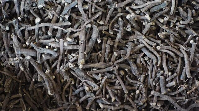 Dried Withania somnifera, known commonly as ashwagandha. Raw materials for making herbal medicines ready for sale.