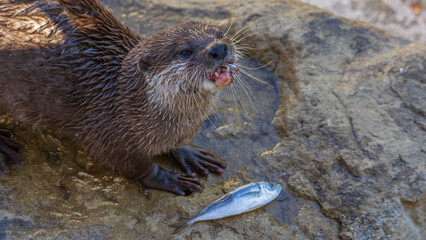 魚を食べるカワウソ　動物園