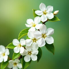 Obraz premium Delicate white blooms on Philadelphus branches, garden shrubs, small flowers