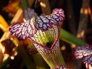 Zbliżenie na kielich rośliny z gatunku sarracenia leucophylla © Kumulugma
