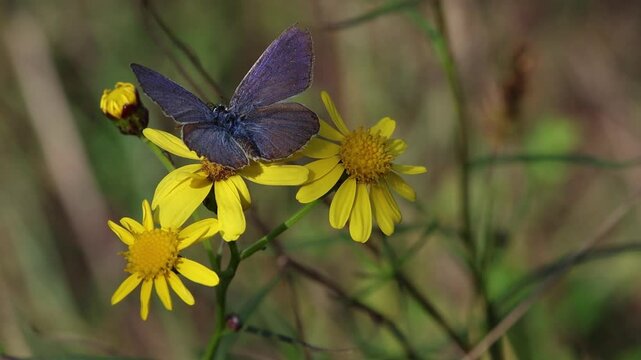 polyommatus icarus common blue butterfly on a senecio inaequidens or narrow-leaved ragwort