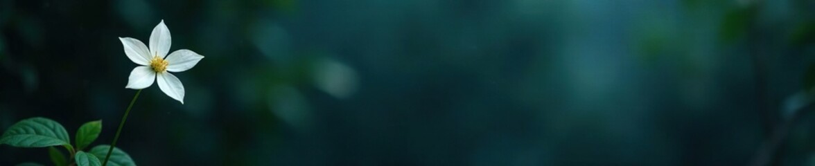 Isolated white star leaf flower against a dark and mysterious background, bloom, isolation