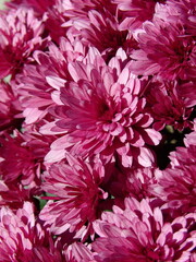 Zbliżenie na różowe kwiaty chryzantemy © Kumulugma