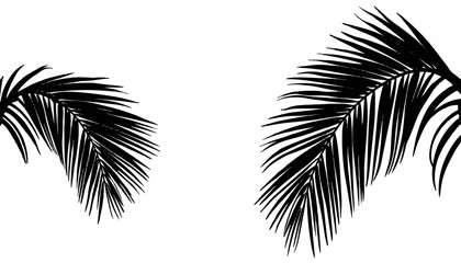 Exploring the elegance of tropical palm leaves against a simple backdrop of white