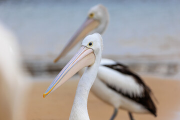 pelican on the beach