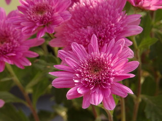 Zbliżenie na różowe kwiaty chryzantemy © Kumulugma
