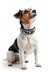 jack russell terrier jumping playfully