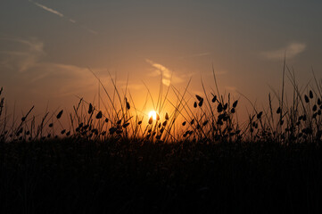 Grasses in the light of the evening sun