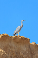 great blue heron