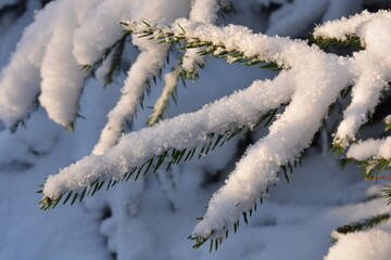The branches of the Christmas tree are covered with snow against a background of snow. Winter background