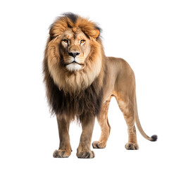 Fototapeta premium brown lion looking isolated on white