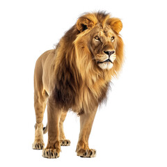 Fototapeta premium brown lion looking isolated on white