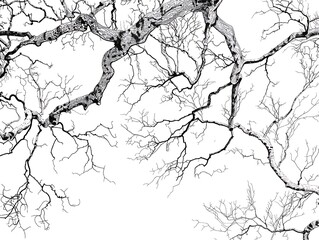 Obraz premium Outline of a tree with sprawling branches on a white background