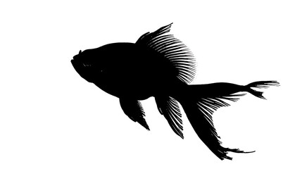 Fototapeta premium fish fillet silhouette with garnish