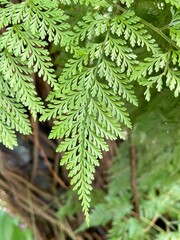 Davallia fejeensis leaves in a rainforest