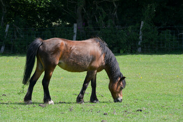 Lone bay pony horse grazing in field in English countryside on a summers day, the animal is fat on all the lush grass.