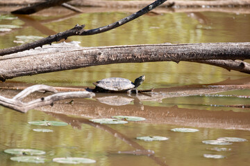 Turtle