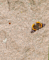 Red-Admiral butterfly