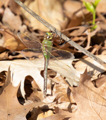 Common Green Darner Dragonfly 