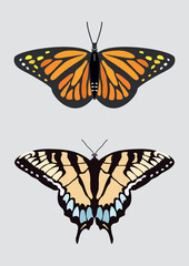 Butterfly top view illustration. vector butterfly spreading wings top view