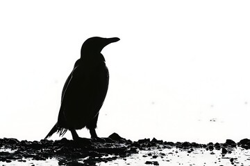 Fototapeta premium Silhouette of a penguin on ice on a white background