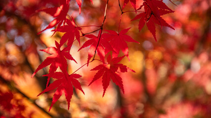 Closeup image of red Japanese maple leaves.