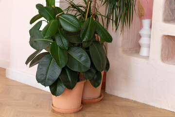 Green ficus plants in terracotta pots in the living room. Ficus elastica plant plant (rubber tree, black ficus, black prince) planted in ceramic pot in interior at home. Houseplant care concept.	