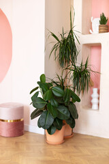 Green ficus plants in terracotta pots in the living room. Ficus elastica plant plant (rubber tree,...